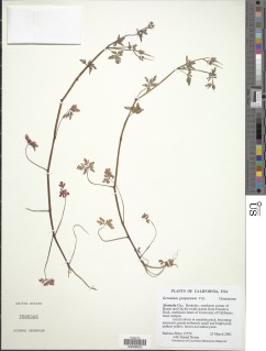 Image of Geranium purpureum