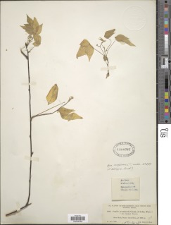Oxalis rhombifolia image