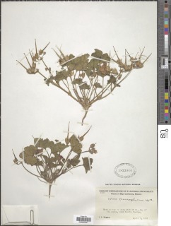 California macrophylla image