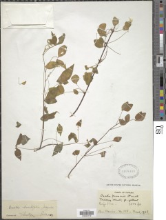 Oxalis rhombifolia image