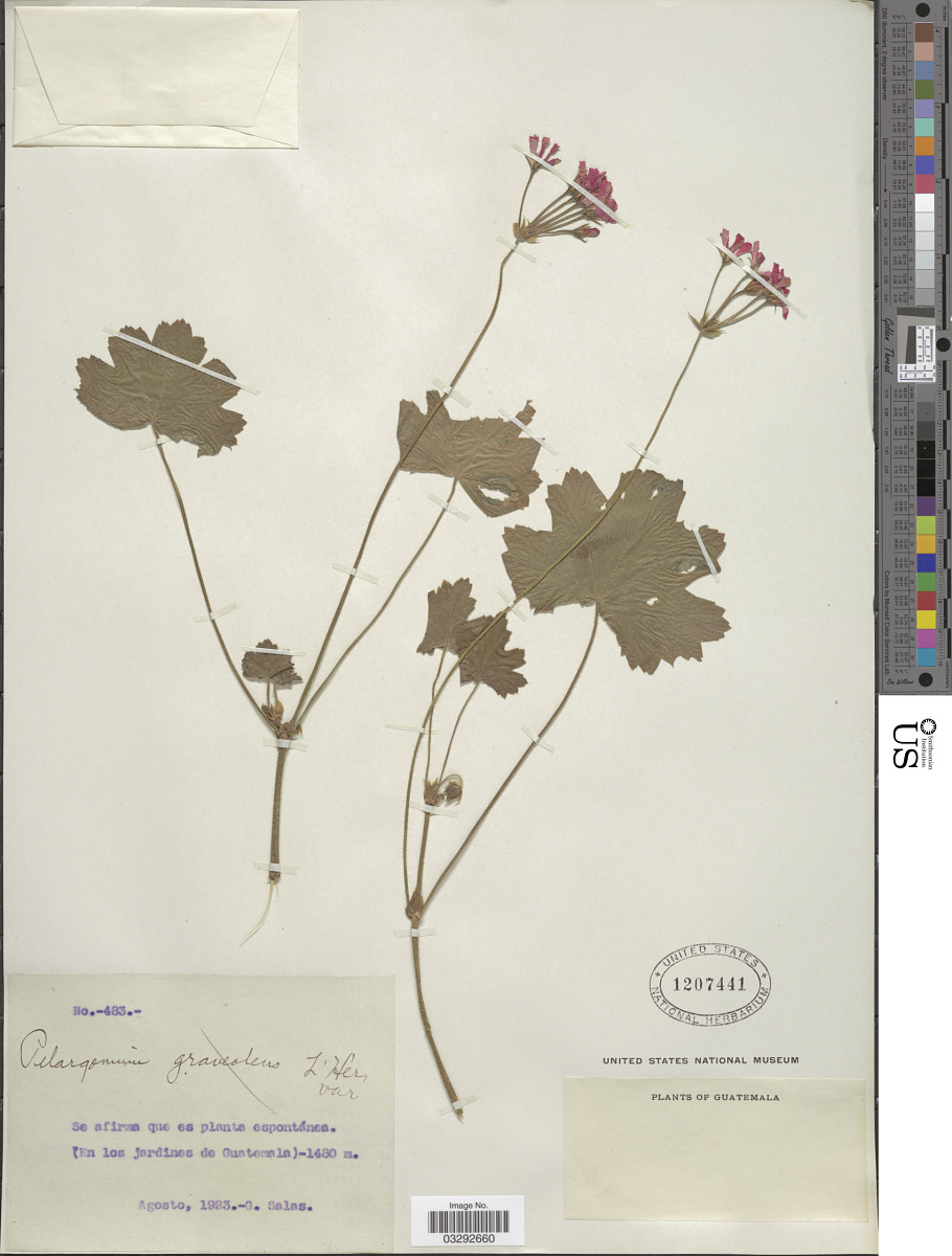Pelargonium image