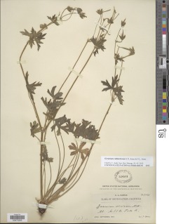 Geranium californicum image