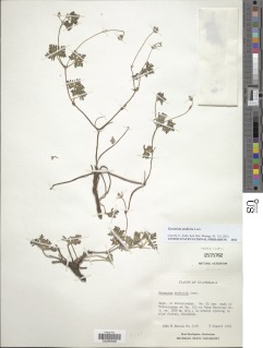Geranium andicola image