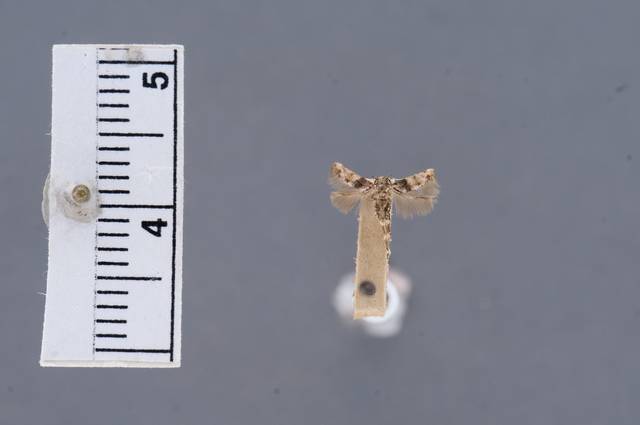 Walshia albicornella image