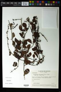Struthanthus orbicularis image