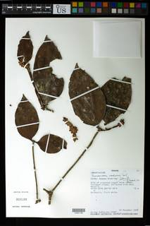Image of Phoradendron woodsonii