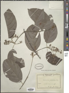 Flabellaria paniculata image