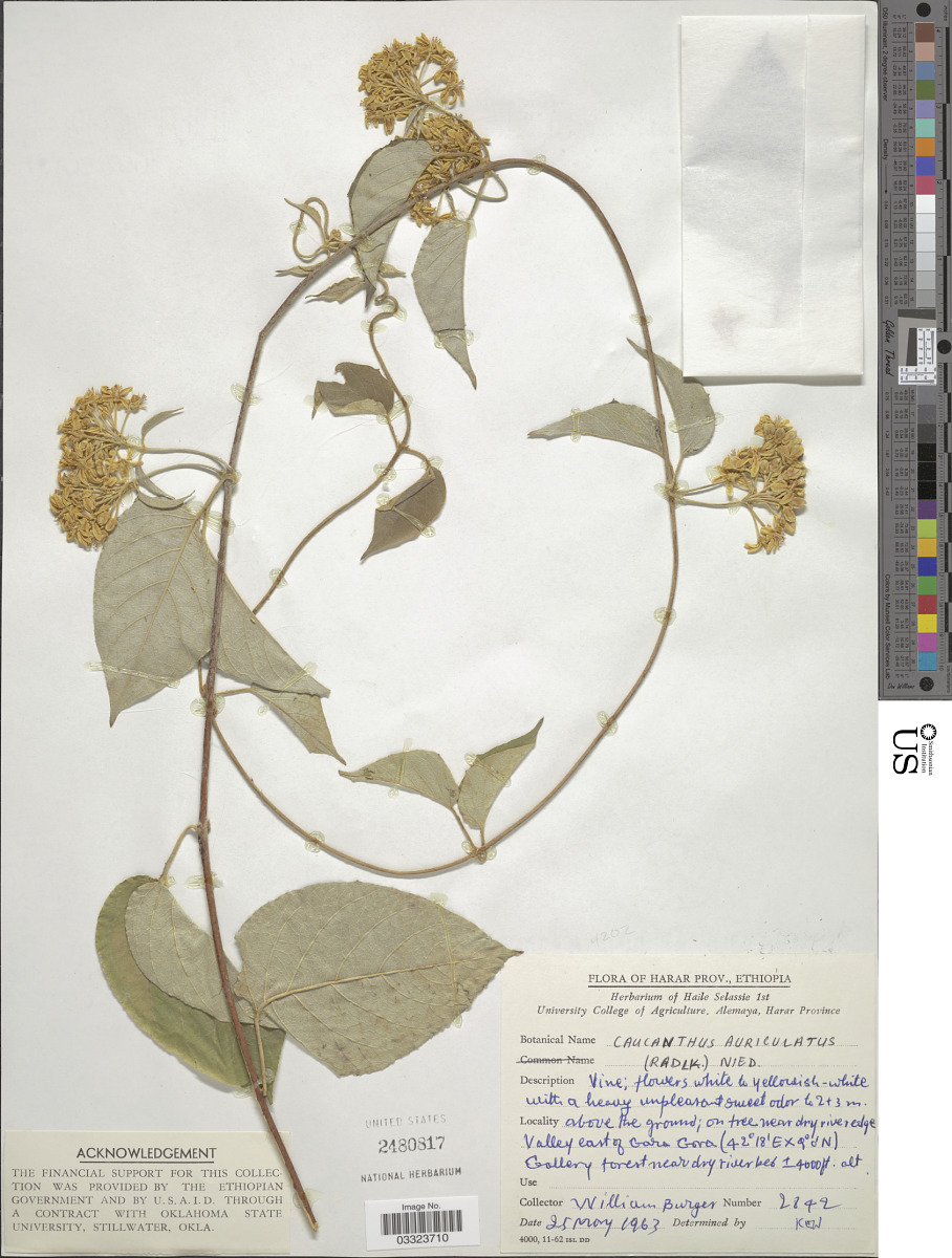 Caucanthus auriculatus image