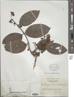 Banisteriopsis wurdackii image