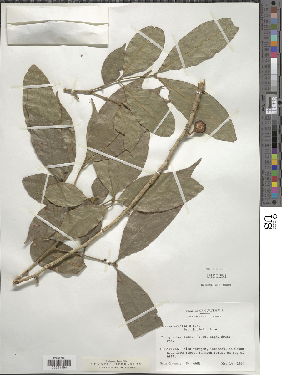 Guarea glabra subsp. excelsa image