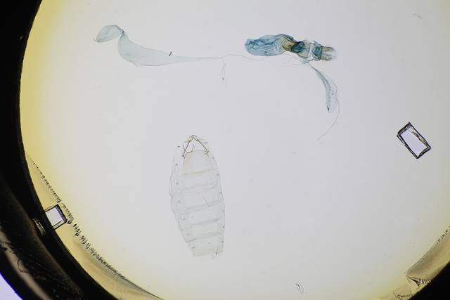Dichomeris excavata image
