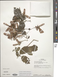 Tetrapterys goudotiana image