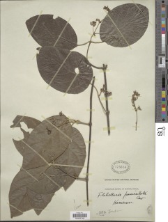 Flabellaria paniculata image