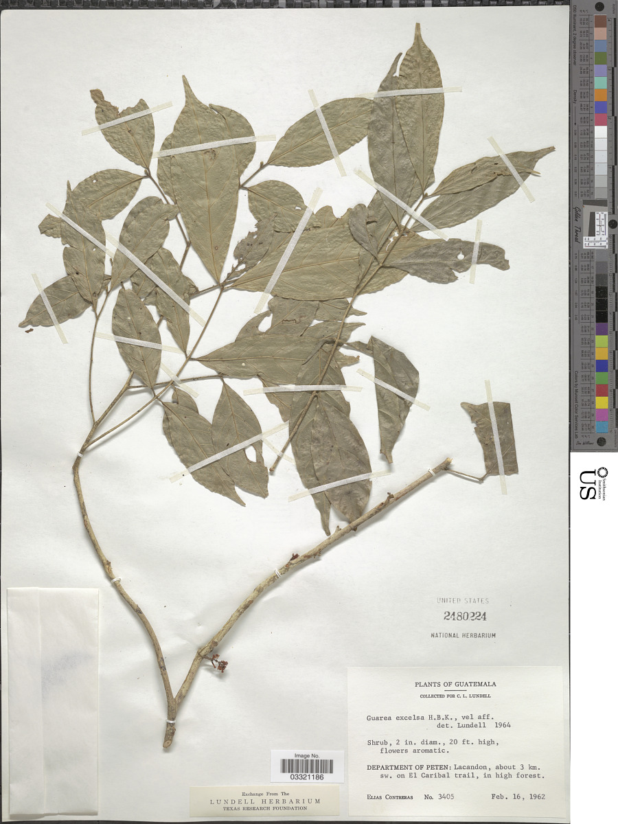 Guarea glabra subsp. excelsa image