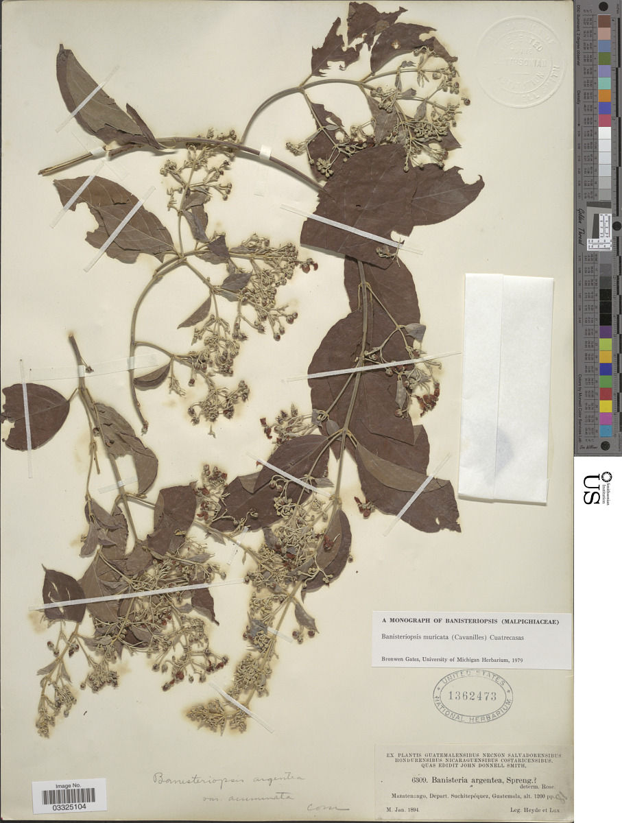 Banisteriopsis image