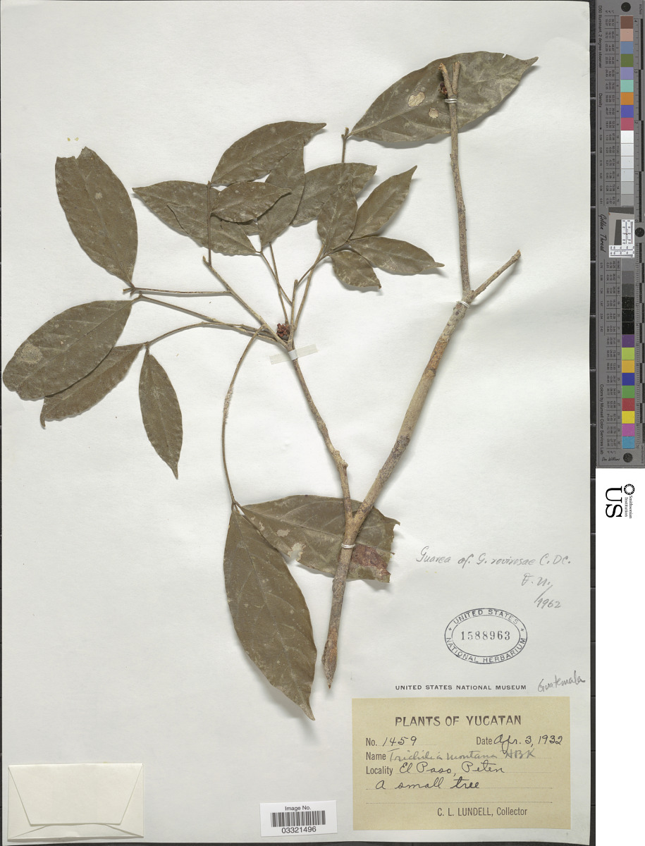 Guarea glabra subsp. rovirosae image