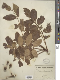 Image of Ekebergia ruppeliana