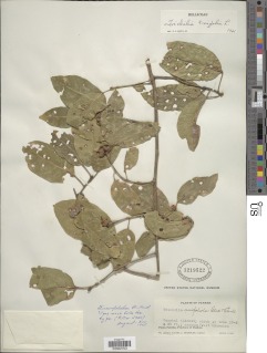 Trichilia trifolia subsp. trifolia image