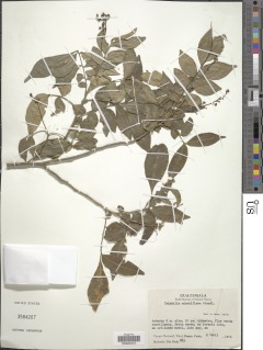 Trichilia minutiflora image