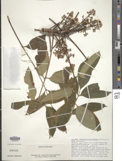 Ekebergia ruppeliana image