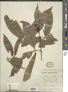 Image of Vepris grandifolia