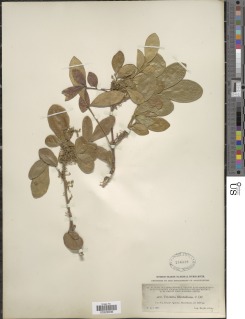 Trichilia havanensis image