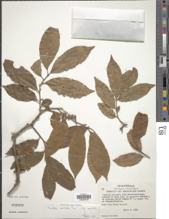 Trichilia moschata subsp. moschata image
