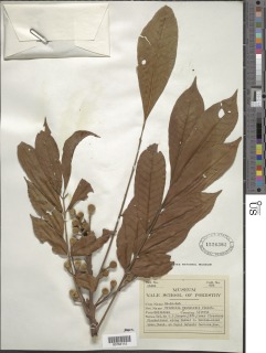 Trichilia monadelpha image