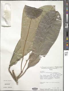 Conchocarpus nicaraguensis image
