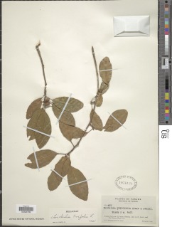 Trichilia trifolia subsp. trifolia image