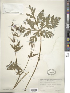 Image of Geranium palmatum
