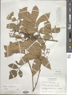 Trichilia moschata subsp. moschata image
