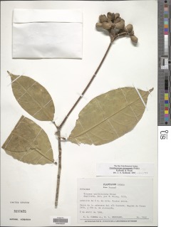 Image of Conchocarpus guyanensis