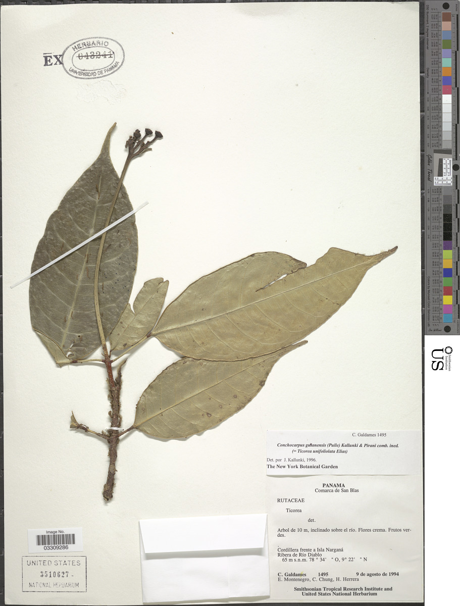 Conchocarpus guyanensis image