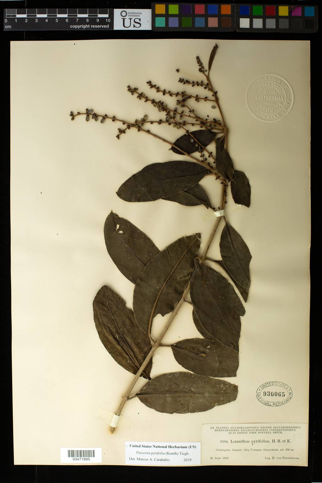 Loranthaceae image