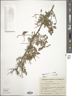Image of Harrisonia abyssinica