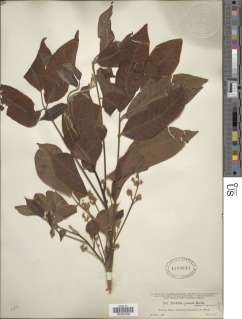 Trichilia martiana image