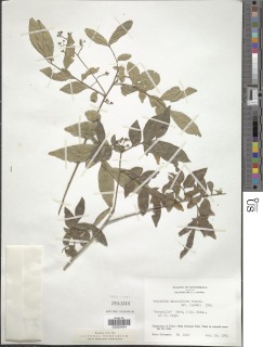 Trichilia minutiflora image
