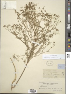 Hesperolinon californicum image