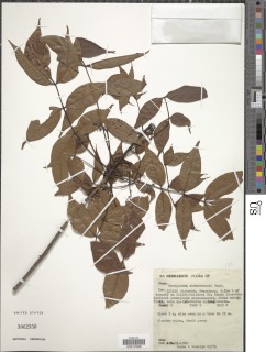 Commiphora eminii subsp. zimmermannii image