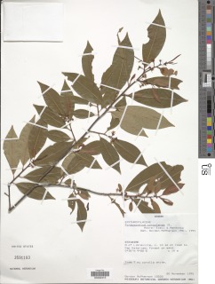 Pinacopodium congolense image