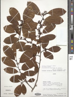 Image of Pinacopodium congolense