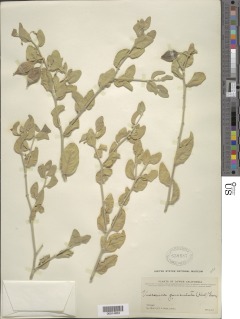 Image of Viscainoa geniculata