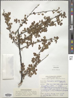 Commiphora gileadensis image