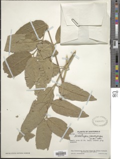 Image of Decatropis paucijuga
