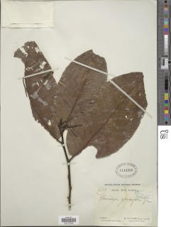 Image of Irvingia grandifolia