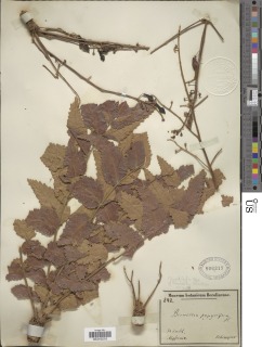 Image of Boswellia papyrifera