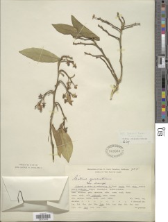 Image of Citrus × sinensis