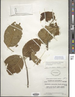 Esenbeckia echinoidea image