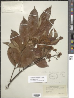 Zanthoxylum acuminatum image